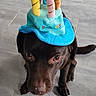 Rodgers a rejoint le concours — aidez-le/la à gagner de superbes lots ! dog, chocolate_dog, birthday_hat, birthday_cake, costume, party, plush, hat, pet, animal, portrait, closeup, sitting, floor, tiles, indoors, brown_fur, long_snout, floppy_ears, funny
