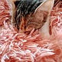 cat, sleeping, fluffy, blanket, pink, fur, pet, cozy, resting, closeup, whiskers, soft, cute, animal, domestic, relaxing, warm, indoor, comfort, tabby