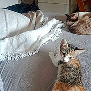 Apis participe au concours pour gagner de l'argent avec cette photo : cat, calico_cat, black_cat, sleeping_cat, bed, blanket, indoor, furniture, dorm_room, wooden_ladder, resting, curious, fur, pet, domestic_animal, cozy, quiet, home, gray_sheet, peaceful