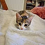 kitten, cat, blanket, cozy, indoor, cute, fur, pet, animal, curious, wide_eyes, soft, texture, furniture, bookshelf, pillow, home, resting, small, playful