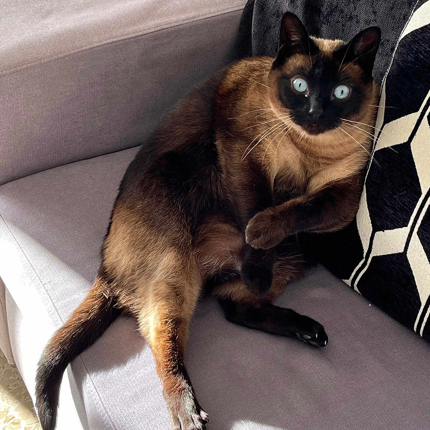 Chanel a rejoint le concours — aidez-le/la à gagner de superbes lots ! animal, blue_eyes, cat, couch, cozy, feline, fur, home, indoor, looking, paw, pet, pillow, relaxed, resting, siamese_cat, sofa, sunlight, tail, whiskers