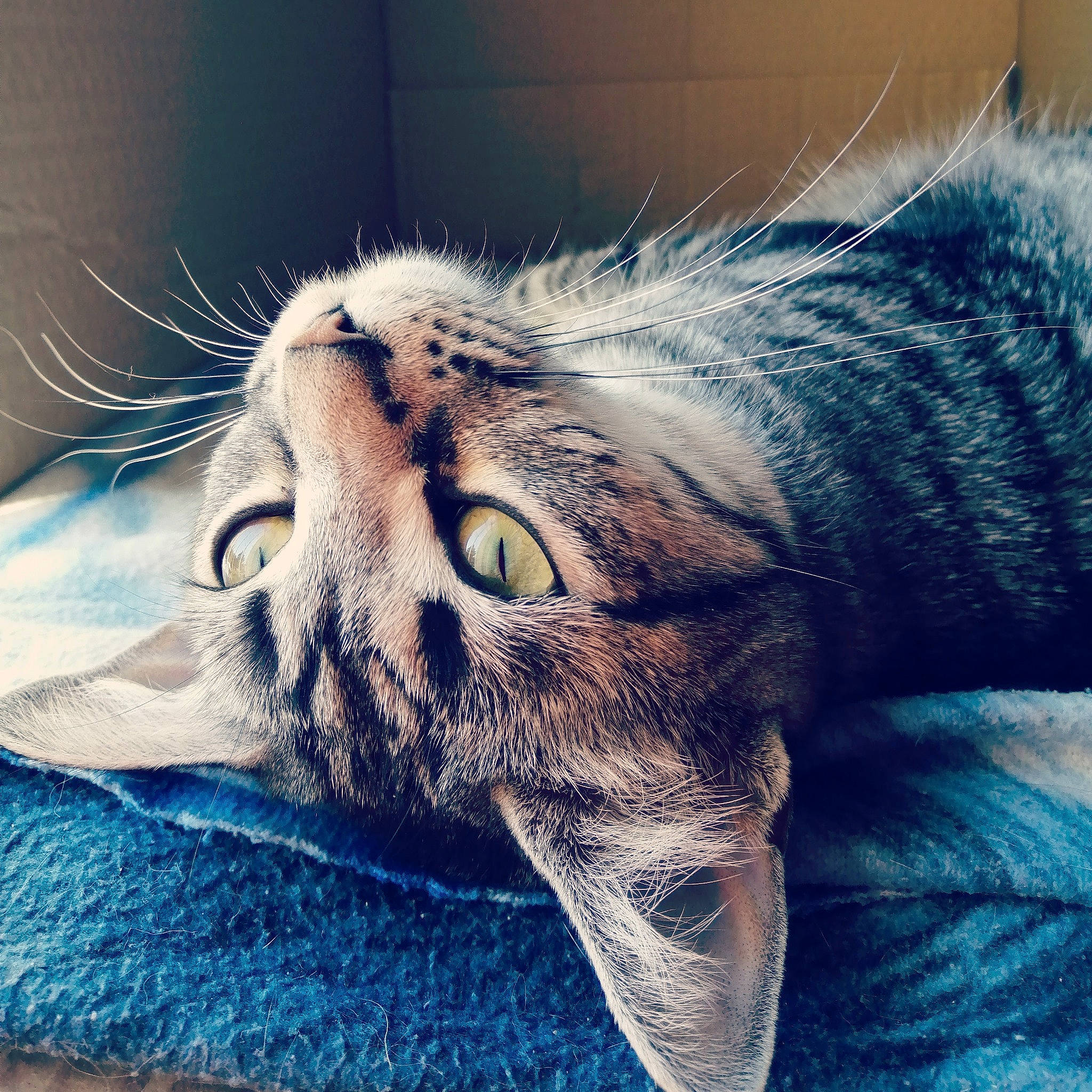 Carla a rejoint le concours — aidez-le/la à gagner de superbes lots ! carnivore, cat, claw, domestic_short_haired_cat, electric_blue, felidae, fur, grass, paw, plant, sleep, small_to_medium_sized_cats, snout, square, terrestrial_animal, whiskers, wildlife