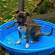 Mookie is registered to the contest to win money with this photo: dog, brindle, kiddie_pool, stick, grass, leaves, autumn, outdoor, pet, collar, garden, playful, canine, brown, white_paws, tail, sitting, nature, wood, blue