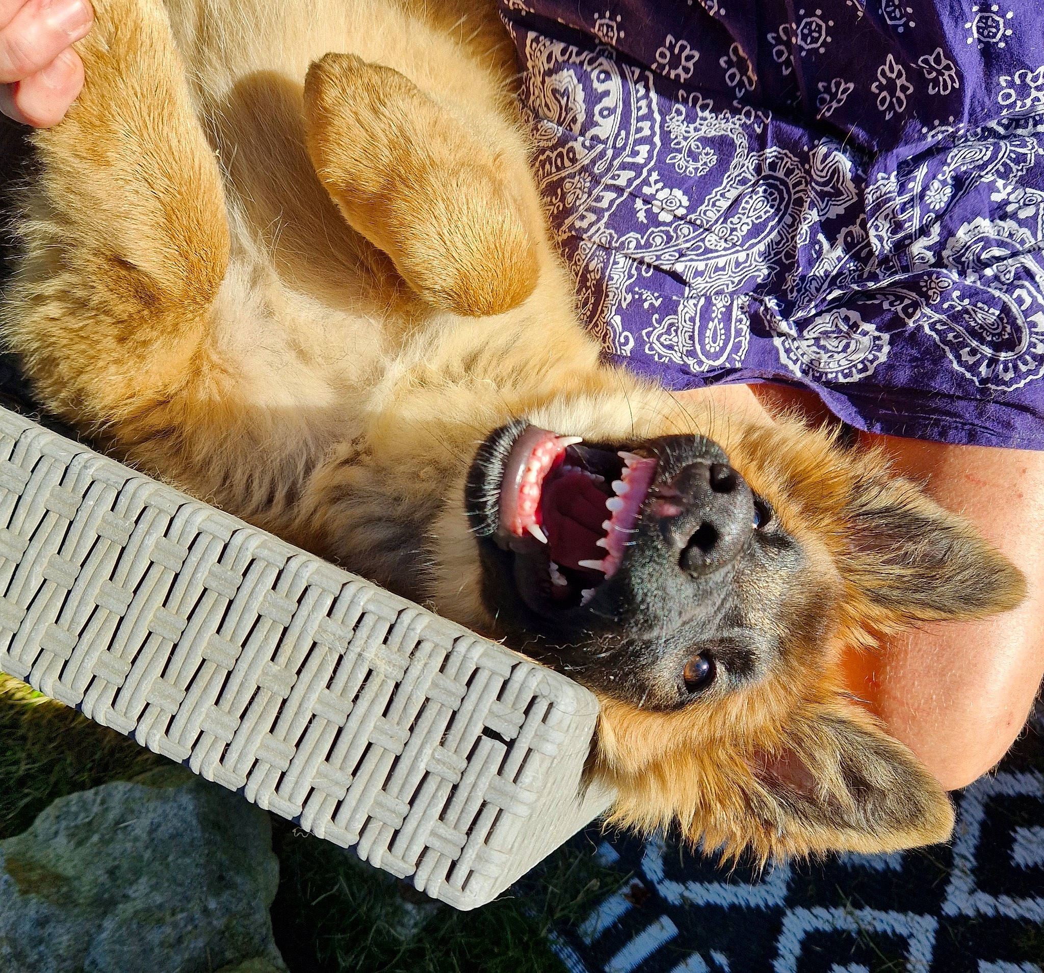 Jun participe au concours pour gagner de l'argent avec cette photo : canidae, carnivore, claw, comfort, companion_dog, dog, dog_breed, dog_supply, fawn, foot, fur, paw, pet_supply, ruler, snout, sporting_group, tail, tape_measure, whiskers, working_animal