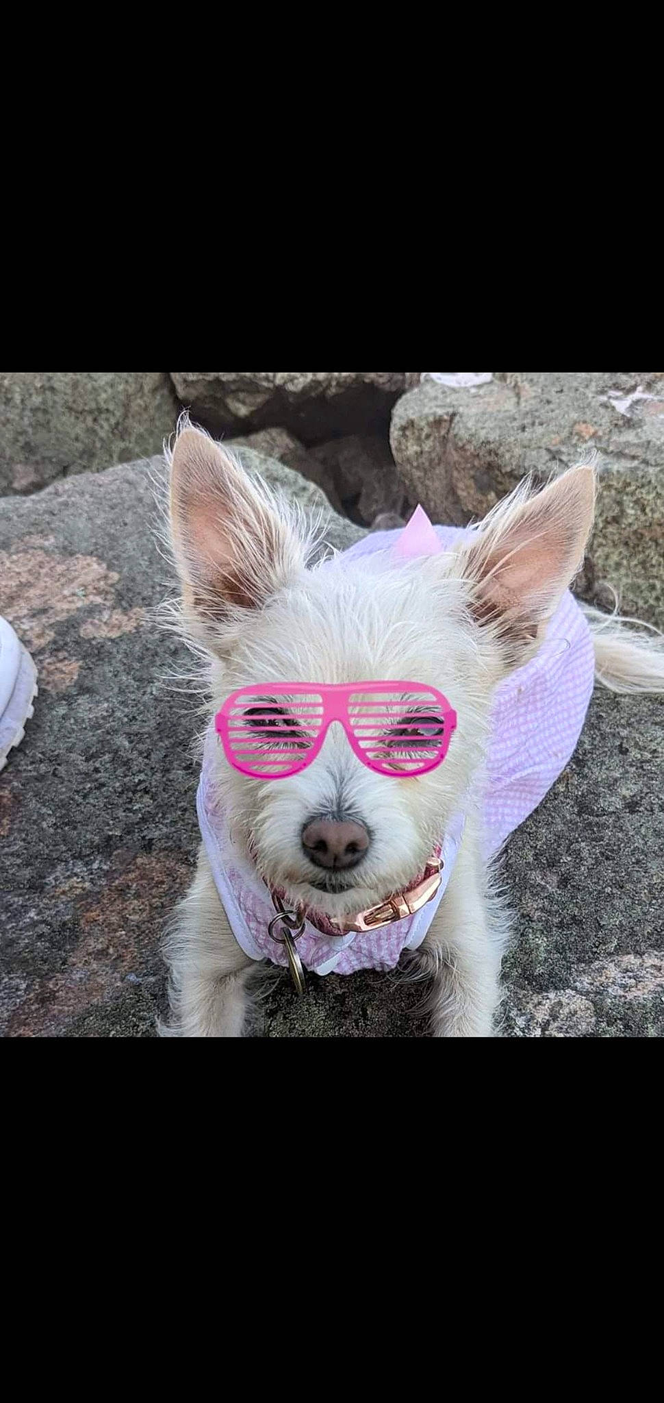 Misty joined the competition — help win amazing prizes! canidae, carnivore, companion_dog, dog, dog_breed, dog_supply, eye, fawn, fur, grass, livestock, magenta, pattern, pink, snout, sporting_group, tail, terrestrial_animal, whiskers, working_animal