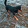 Pakkun a rejoint le concours — aidez-le/la à gagner de superbes lots ! dog, black_and_tan, small_dog, outdoors, yard, grass, frost, winter, standing, walking, tail_up, pointed_ears, open_mouth, animal, pet, canine, ground, nature, portrait, daylight
