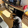 Pakkun a rejoint le concours — aidez-le/la à gagner de superbes lots ! dogs, dog, pet, animal, sleeping, lying_down, black_and_tan, fur, indoor, living_room, sunlight, floor, television, soundbar, furniture, entertainment_center, books, christmas_tinsel, cardboard_boxes, home