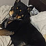dog, black_and_tan, pet, animal, portrait, close_up, bed, blanket, bedroom, indoor, resting, lying_down, floppy_ears, pointed_ears, brown_eyes, black_fur, tan_markings, harness, cozy, side_eye