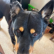 Pakkun participe au concours pour gagner de l'argent avec cette photo : dog, black_and_tan, close_up, portrait, face, ears, eyes, nose, whiskers, fur, cobwebs, indoor, home, carpet, furniture, background, looking_at_camera, alert, cute, funny