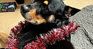 Pakkun a rejoint le concours — aidez-le/la à gagner de superbes lots ! dog, black_and_tan, rottweiler, portrait, pet, indoor, festive, christmas, tinsel, red_decoration, silver_decoration, lying_down, close_up, canine, fur, ears, snout, brown_markings, chair, blanket