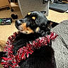 dog, black_and_tan, rottweiler, portrait, pet, indoor, festive, christmas, tinsel, red_decoration, silver_decoration, lying_down, close_up, canine, fur, ears, snout, brown_markings, chair, blanket