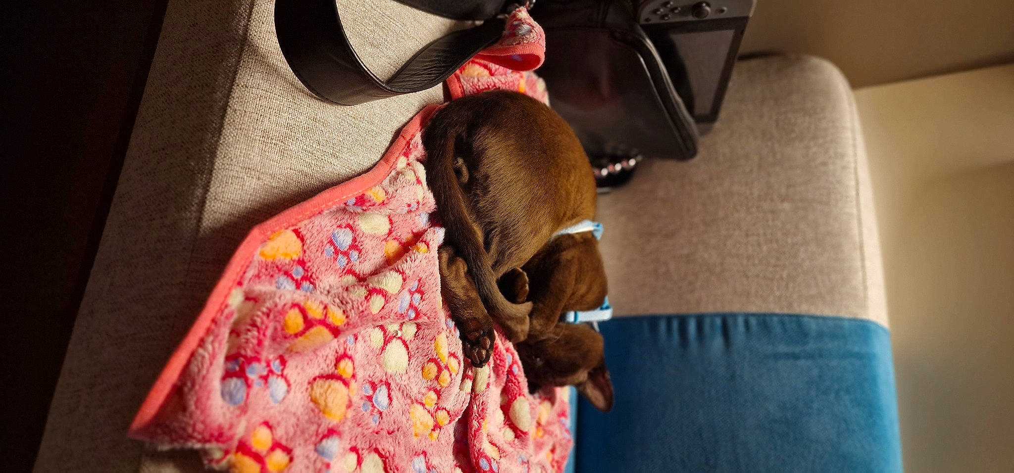 Bosco joined the competition — help win amazing prizes! audio_equipment, bag, carmine, child, comfort, eyewear, fashion_accessory, fawn, flesh, fur, headgear, linens, magenta, nap, pattern, peach, room, sitting, sunglasses, textile