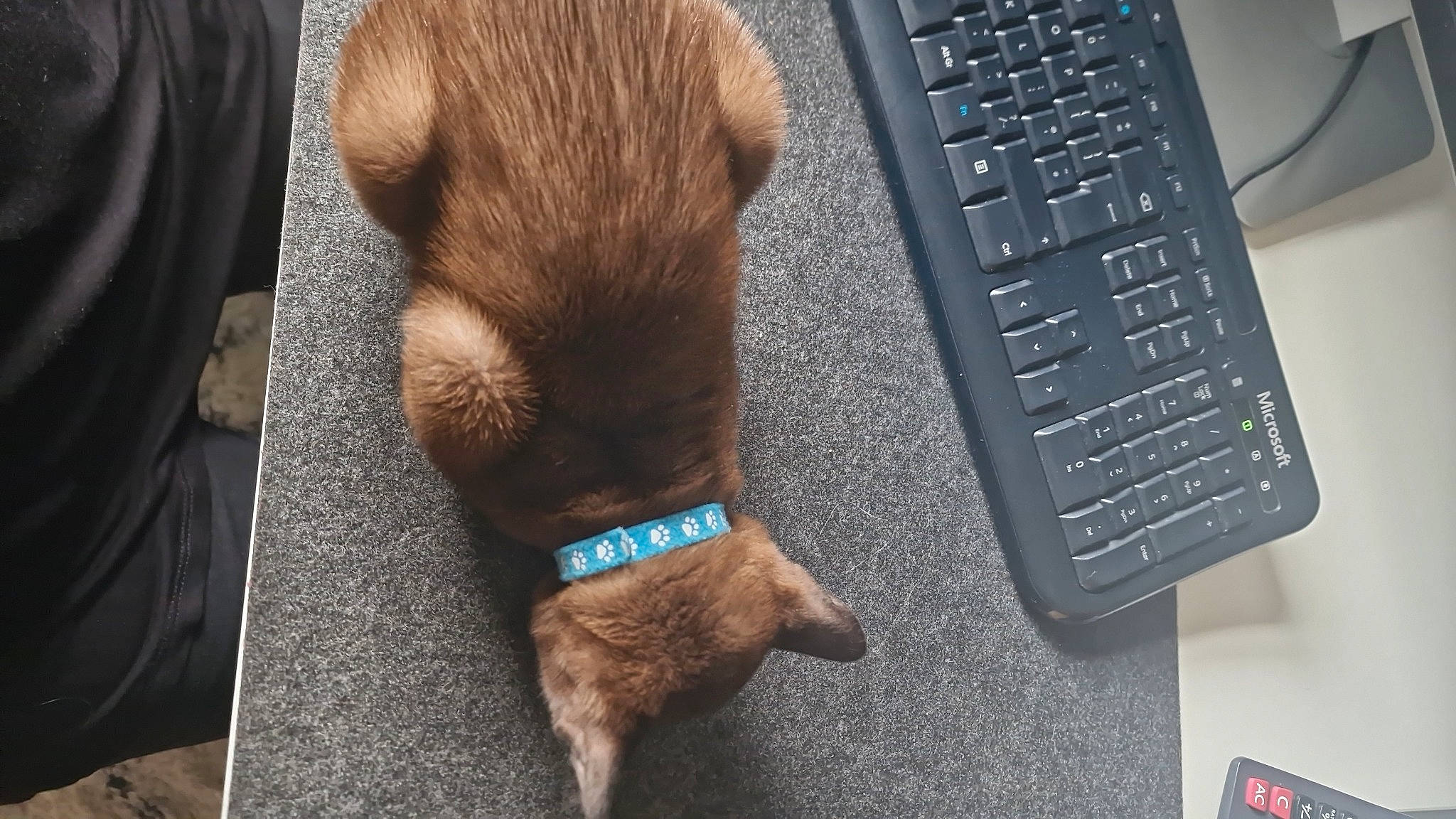 Bosco joined the competition — help win amazing prizes! carnivore, cat, comfort, companion_dog, computer, computer_hardware, dog_breed, fawn, felidae, gadget, input_device, liver, office_equipment, output_device, peripheral, small_to_medium_sized_cats, snout, space_bar, tail, whiskers