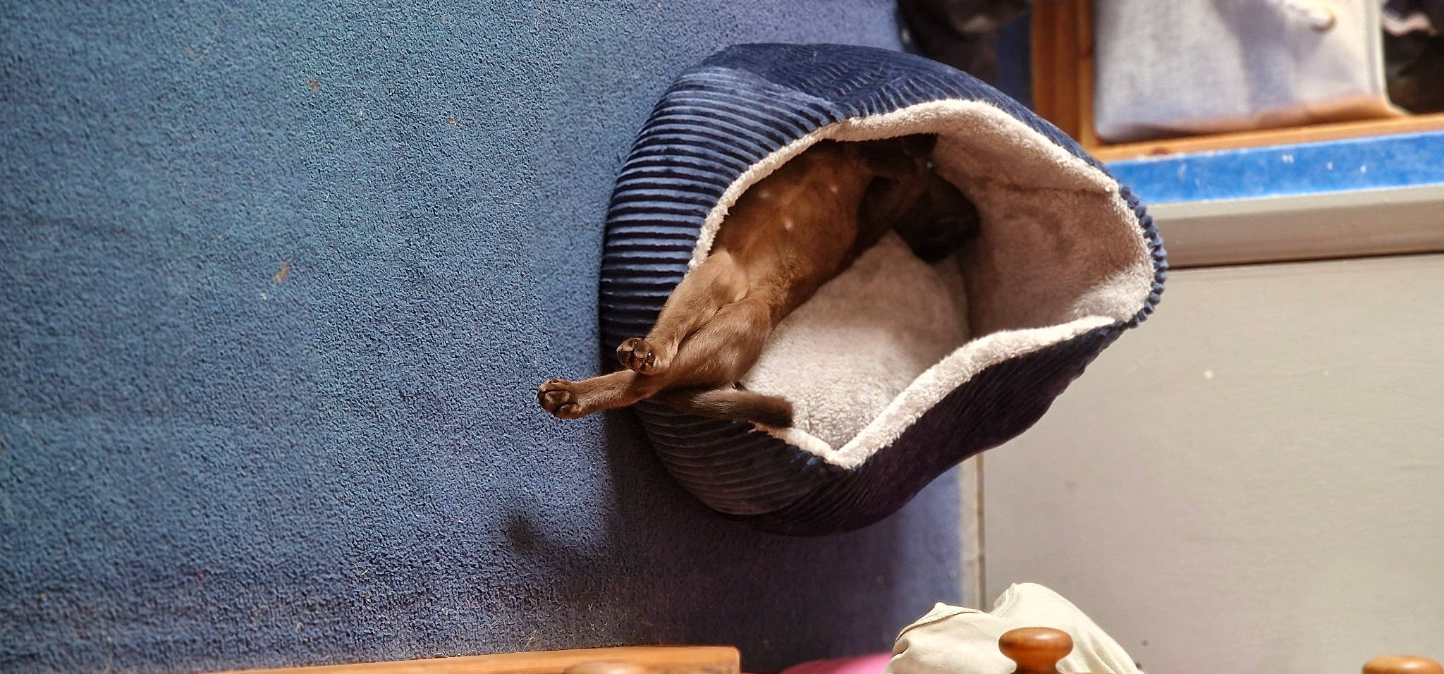 Bosco is registered to the contest to win money with this photo: carnivore, cat, cat_supply, comfort, comfort_food, cuisine, dog_breed, domestic_short_haired_cat, fawn, felidae, food, fur, human_leg, pet_supply, serveware, small_to_medium_sized_cats, sporting_group, tableware, tail, wood