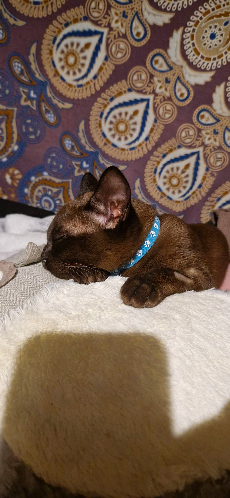 Bosco is registered to the contest to win money with this photo: brown, carnivore, comfort, companion_dog, dog, dog_breed, fawn, felidae, fur, linens, liver, mammal, small_to_medium_sized_cats, snout, sporting_group, tail, toy_dog, whiskers, wood, working_animal