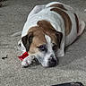 dog, indoor, carpet, resting, brown_and_white_fur, collar, plastic_bottle, sofa, pet, animal, tired, floor, domestic, laying_down, household, closeup, canine, fur, quiet, messy