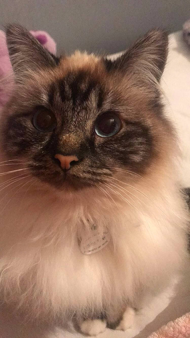 Shaddy participe au concours pour gagner de l'argent avec cette photo : asian_semi_longhair, balinese, birman, british_semi_longhair, carnivore, cat, domestic_long_haired_cat, eye, felidae, himalayan, iris, kitten, mammal, norwegian_forest_cat, ragdoll, siamese, small_to_medium_sized_cats, snout, vertebrate, whiskers