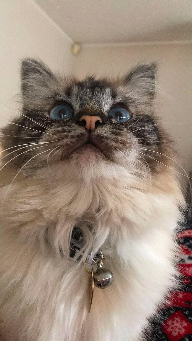 Shaddy a rejoint le concours — aidez-le/la à gagner de superbes lots ! asian_semi_longhair, birman, british_longhair, british_semi_longhair, carnivore, cat, domestic_long_haired_cat, eye, felidae, fur, himalayan, kitten, mammal, norwegian_forest_cat, persian, ragamuffin, ragdoll, small_to_medium_sized_cats, vertebrate, whiskers