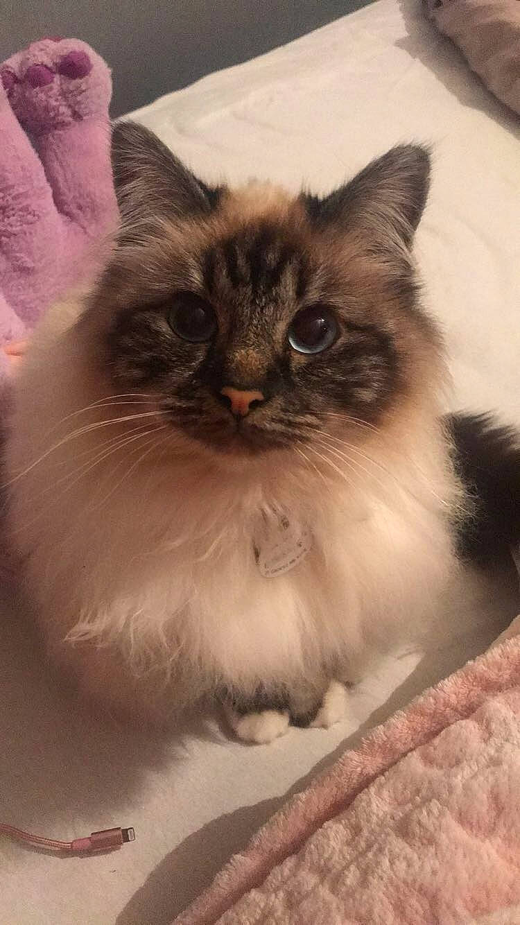 Shaddy participe au concours pour gagner de l'argent avec cette photo : asian_semi_longhair, balinese, birman, british_longhair, british_semi_longhair, carnivore, cat, domestic_long_haired_cat, eye, felidae, himalayan, iris, kitten, mammal, norwegian_forest_cat, persian, ragdoll, small_to_medium_sized_cats, vertebrate, whiskers