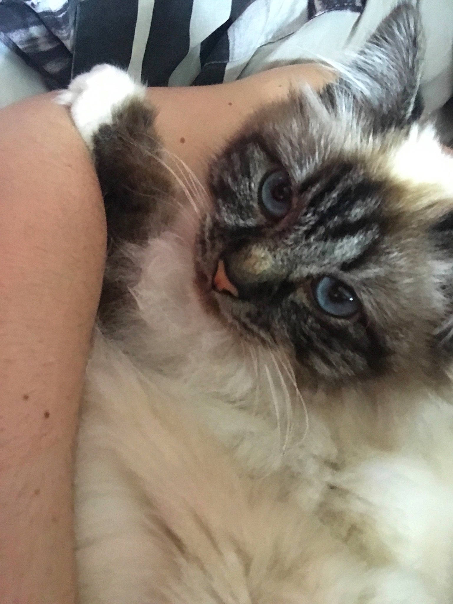 Shaddy a rejoint le concours — aidez-le/la à gagner de superbes lots ! balinese, birman, carnivore, cat, domestic_long_haired_cat, ear, eye, felidae, fur, himalayan, iris, kitten, mammal, norwegian_forest_cat, ragdoll, siamese, small_to_medium_sized_cats, snout, thai, whiskers