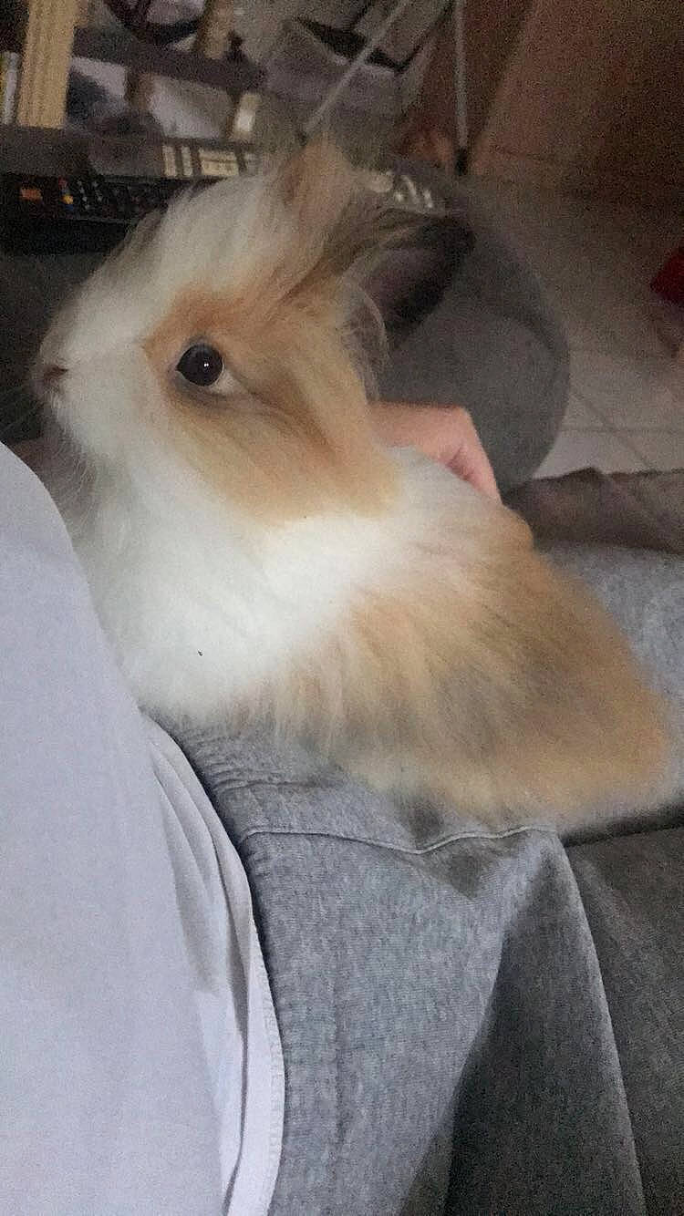 Krunch participe au concours pour gagner de l'argent avec cette photo : angora_rabbit, domestic_rabbit, ear, fawn, rabbit, rabbits_and_hares, skin, whiskers