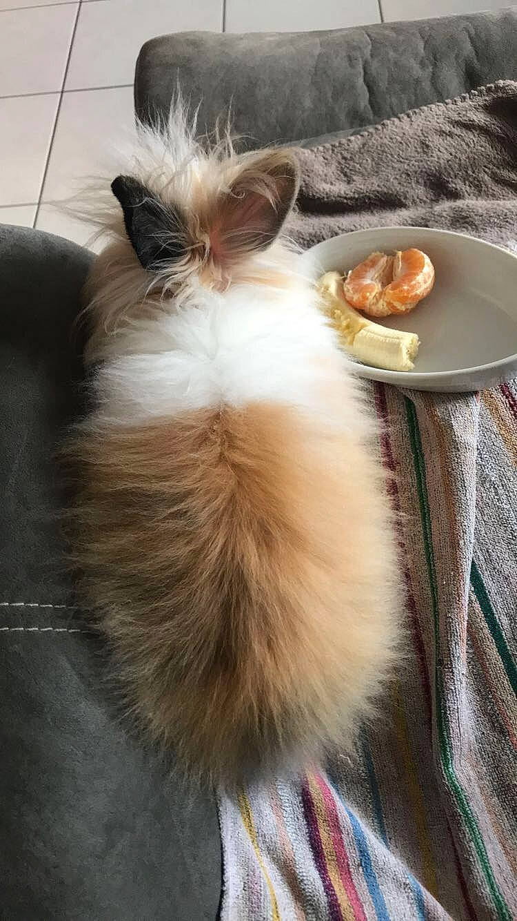 Krunch a rejoint le concours — aidez-le/la à gagner de superbes lots ! angora_rabbit, canidae, ear, fawn, fur, tail, whiskers