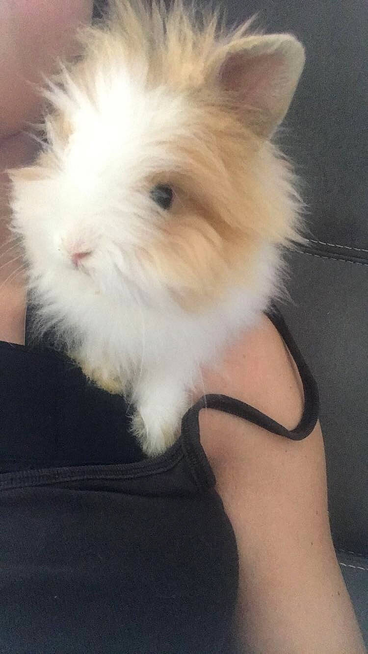 Krunch a rejoint le concours — aidez-le/la à gagner de superbes lots ! angora_rabbit, domestic_rabbit, ear, fawn, mammal, rabbit, rabbits_and_hares, skin, whiskers