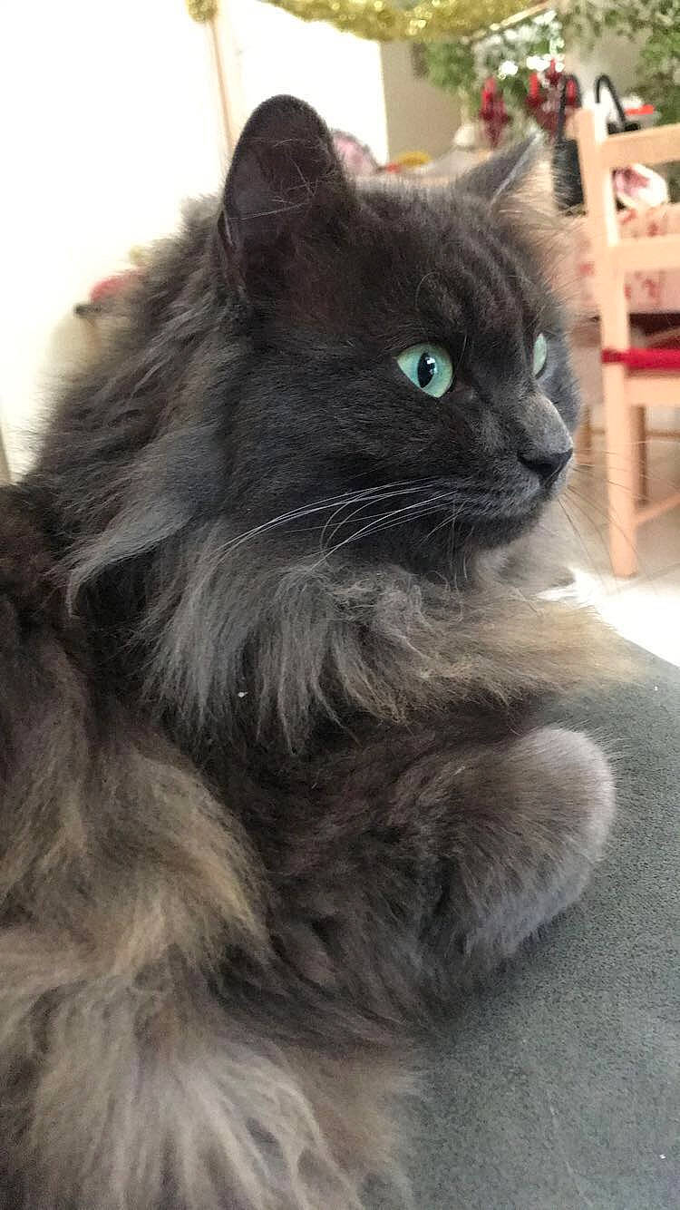 Natchos a rejoint le concours — aidez-le/la à gagner de superbes lots ! asian_semi_longhair, black_cat, british_longhair, british_semi_longhair, carnivore, cat, domestic_long_haired_cat, felidae, fur, maine_coon, mammal, nebelung, norwegian_forest_cat, persian, russian_blue, siberian, small_to_medium_sized_cats, snout, vertebrate, whiskers