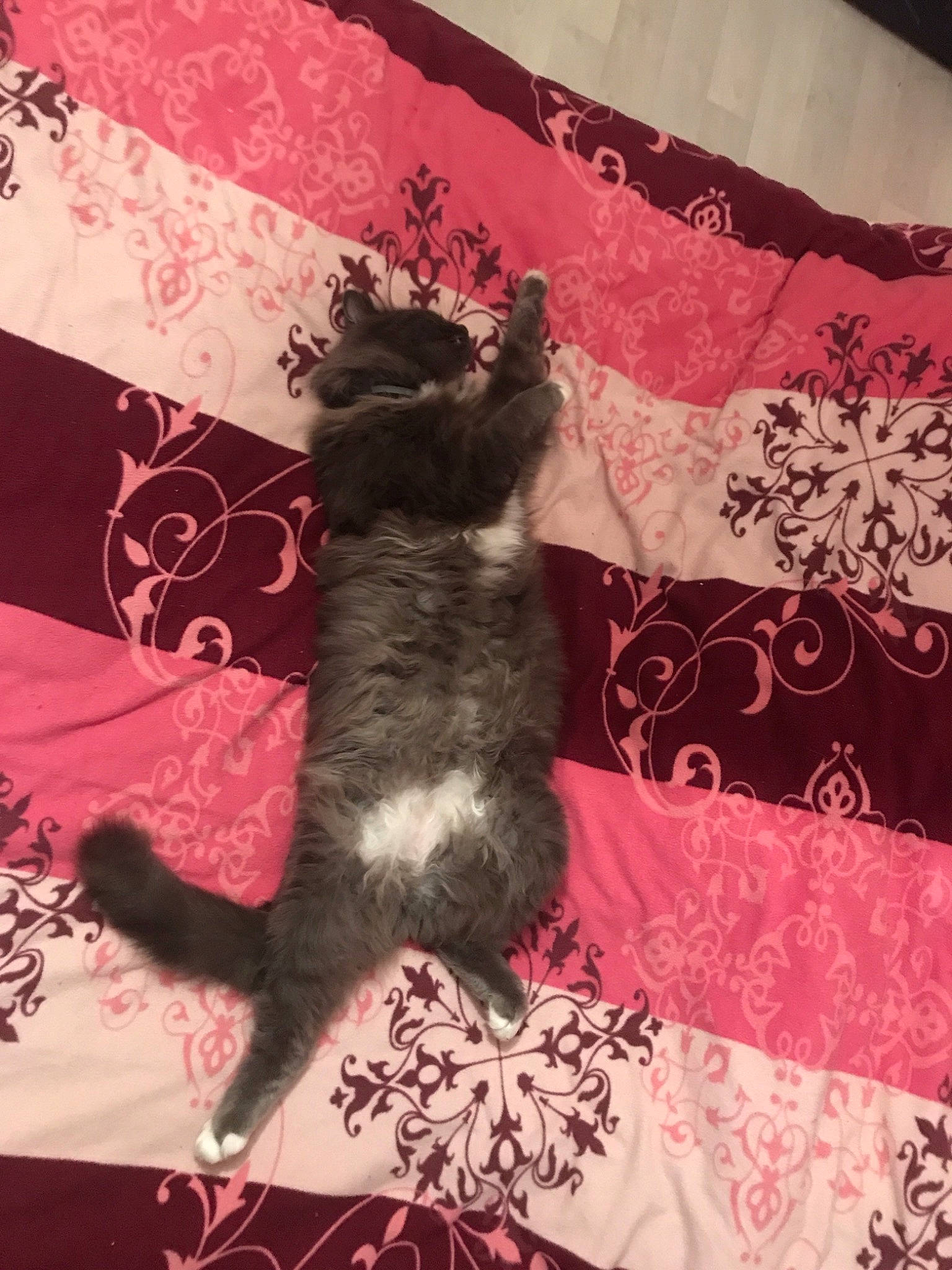 Natchos a rejoint le concours — aidez-le/la à gagner de superbes lots ! carnivore, cat, fawn, felidae, kitten, norwegian_forest_cat, pink, small_to_medium_sized_cats, tail