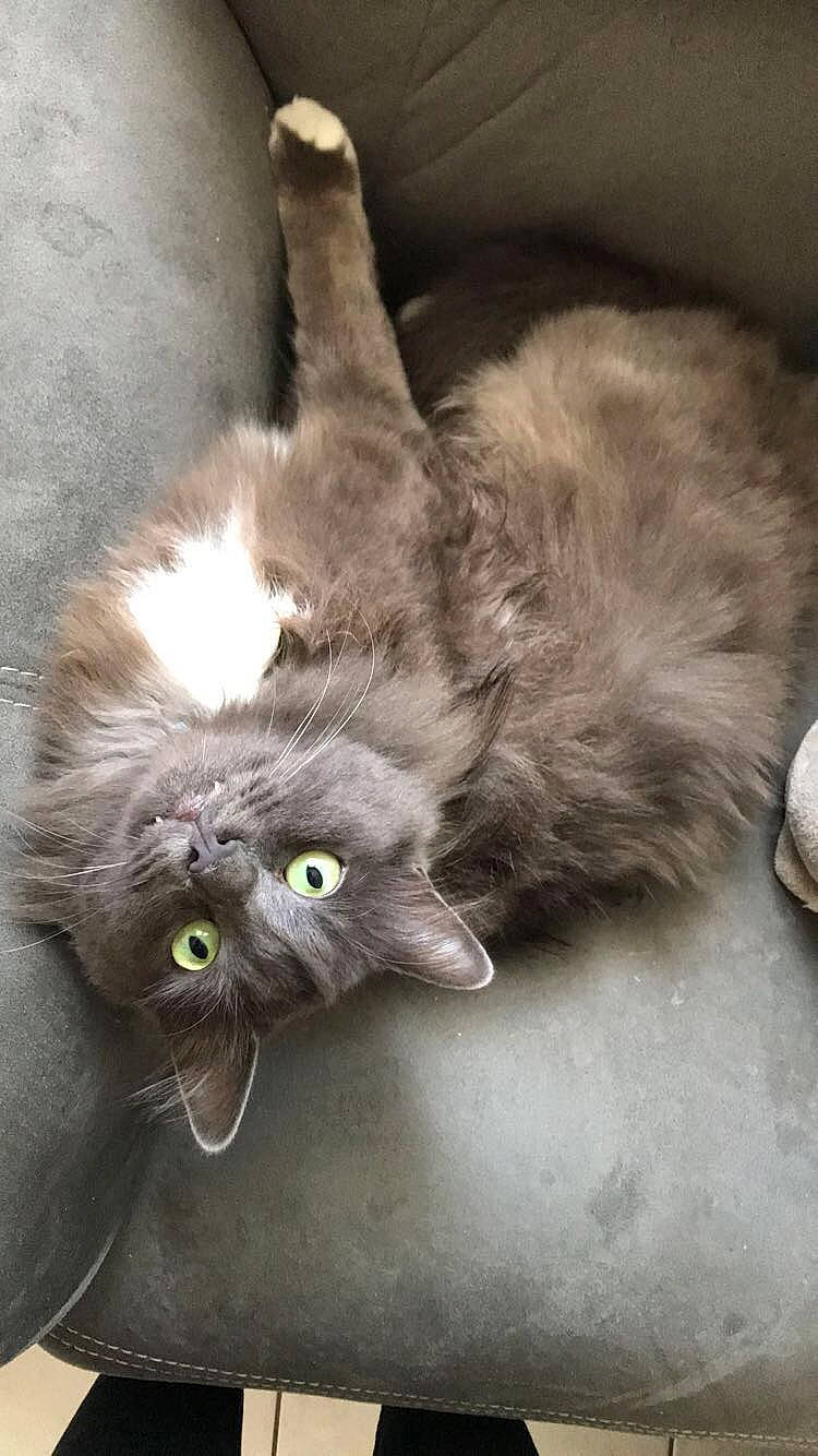 Natchos participe au concours pour gagner de l'argent avec cette photo : asian_semi_longhair, british_longhair, british_semi_longhair, carnivore, cat, domestic_long_haired_cat, felidae, fur, kitten, korat, mammal, nebelung, norwegian_forest_cat, persian, ragamuffin, russian_blue, siberian, small_to_medium_sized_cats, whiskers