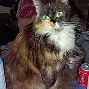 Patches is registered to the contest to win money with this photo: background, bottle, can, cat, cloth, container, curtains, domestic_animal, feline, fur, furniture, green_eyes, household_items, indoor, long_hair, pet, sitting, table, tail, whiskers