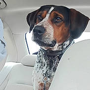 Tucker joined the competition — help win amazing prizes! dog, pet, backseat, car_interior, seat, headrest, collar, leash, chain_collar, brown_spotted_coat, attentive, ears, snout, eyes, portrait, travel, window, upholstery, plush_toy, roof_light