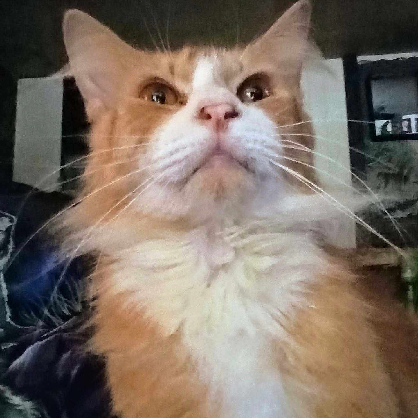 Troll joined the competition — help win amazing prizes! adorable, cat, chest, close_up, ears, eyes, feline, fluffy, fur_texture, household, indoor, low_angle, nose, orange_cat, pet, portrait, shelf, staring, whiskers, white_fur