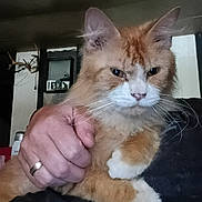 Troll joined the competition — help win amazing prizes! cat, orange_cat, white_paws, fluffy, pet, indoor, person_hand, ring, feline, animal, close_up, fur, whiskers, ears, face, expression, holding, domestic_animal, home, background