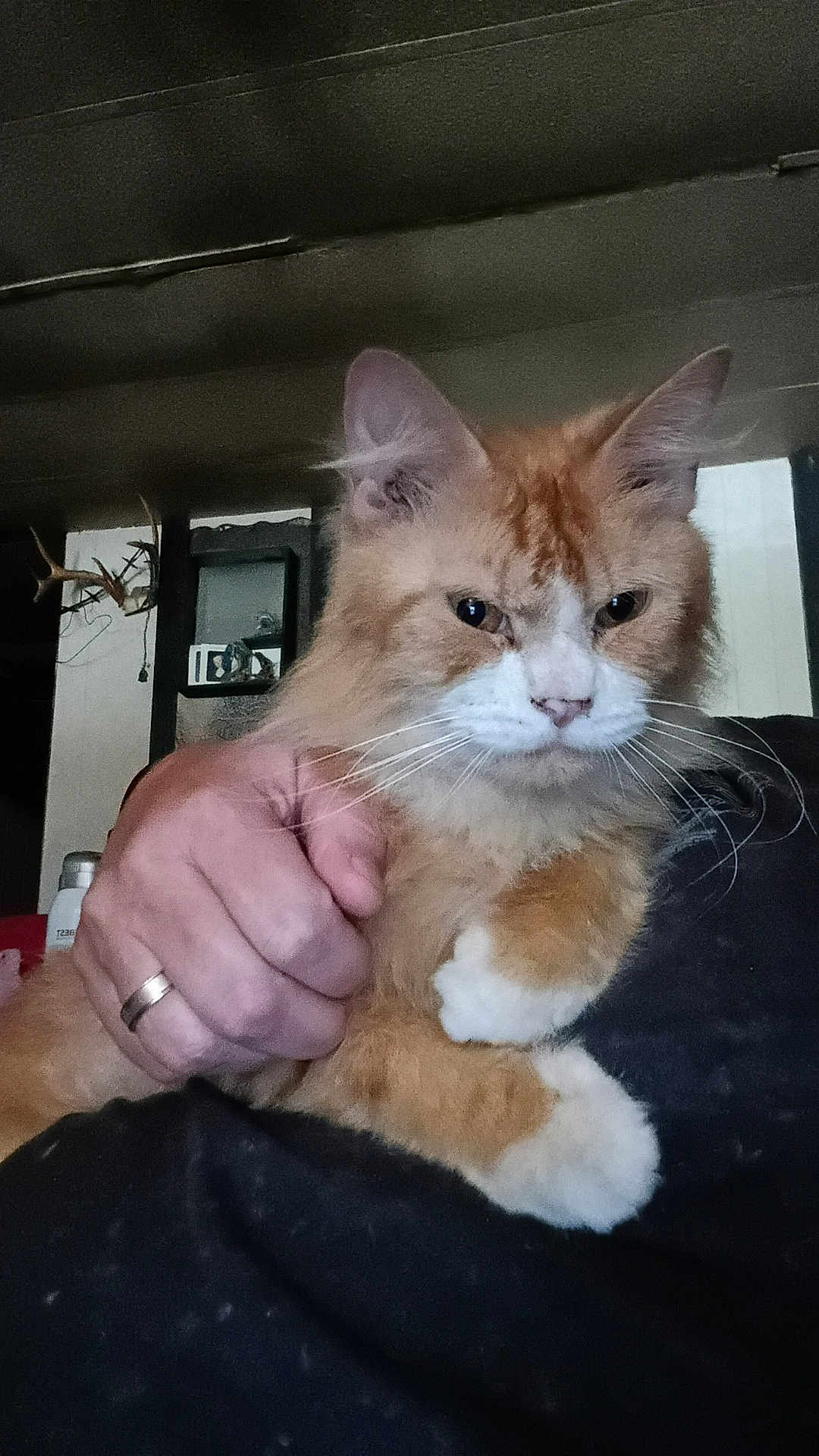 Troll joined the competition — help win amazing prizes! cat, orange_cat, white_paws, fluffy, pet, indoor, person_hand, ring, feline, animal, close_up, fur, whiskers, ears, face, expression, holding, domestic_animal, home, background