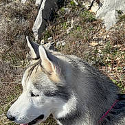 Snow participe au concours pour gagner de l'argent avec cette photo : dog, siberian_husky, canine, pet, outdoor, rocky_terrain, grass, fur, ears, tongue, profile_view, collar, leash, nose, whiskers, sunlight, nature, adorable, portrait, side_view