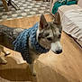 dog, husky, pet, scarf, living_room, hardwood_floor, couch, blanket, cozy, indoors, blue_scarf, muzzle, ears, paws, dog_bowl, tiled_floor, chair, box, cushion, portrait