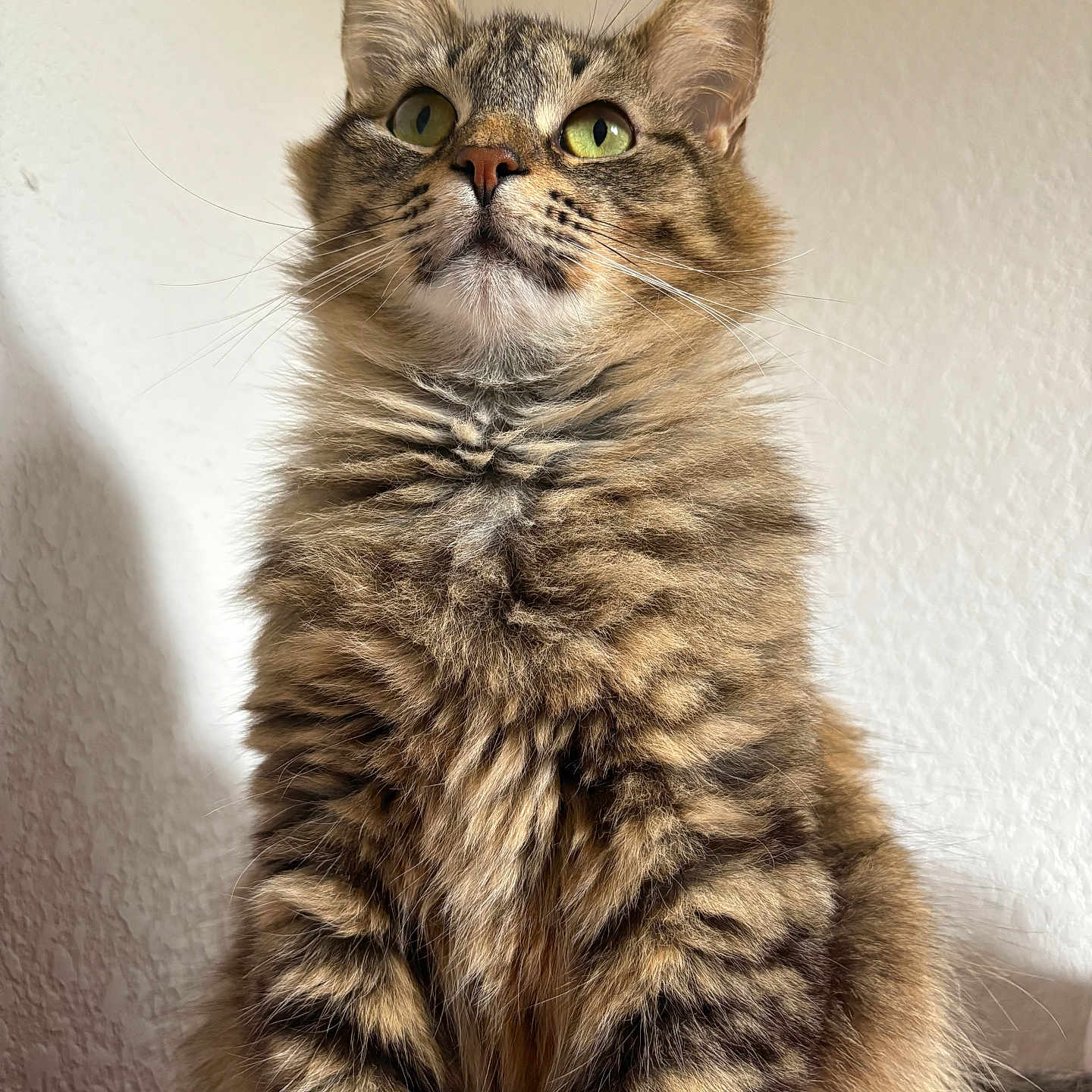 Scarlos is registered to the contest to win money with this photo: alert, animal, cat, closeup, curious, cute, domestic_cat, feline, fluffy, fur, green_eyes, indoor, looking_up, mammal, pet, portrait, sitting, soft, tabby, whiskers