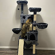 Scarlos joined the competition — help win amazing prizes! animal, brown, cat, cat_tree, climbing, cubby, domestic_cat, feline, focused, furniture, gray, hanging_toy, indoor, pet, platform, scratching_post, standing, tabby_cat, wall, wooden_floor