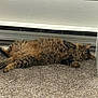 animal, carpet, cat, cute, domestic, ears, feline, fluffy, fur, home, indoor, laying_down, mammal, paws, pet, relaxed, resting, sleepy, tabby, whiskers