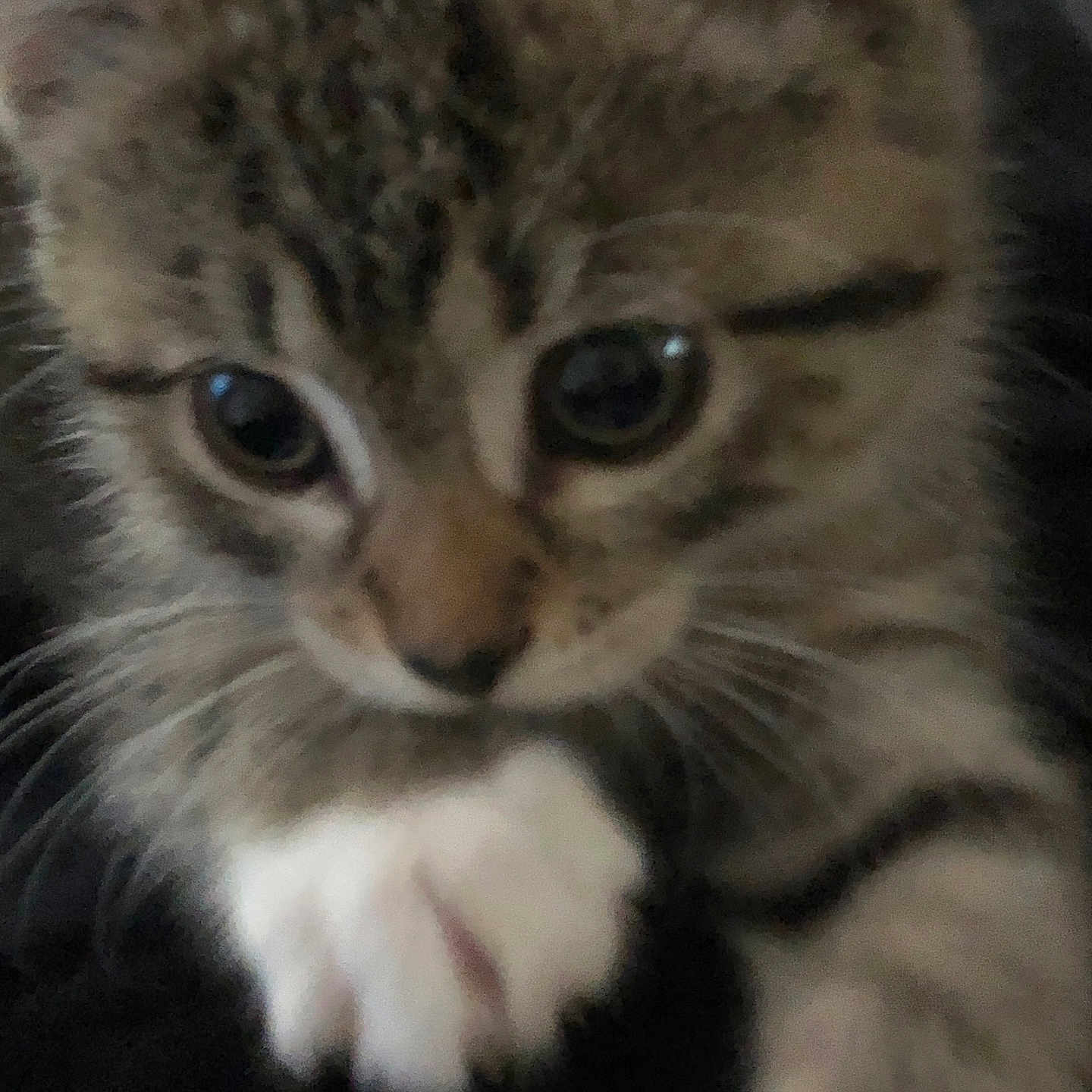 Smokey joined the competition — help win amazing prizes! animal, cat, claw, close_up, curious, cute, eyes, face, feline, fur, indoor, kitten, mammal, paw, pet, small, soft, tabby, whiskers, young