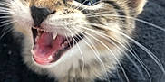 Smokey is registered to the contest to win money with this photo: kitten, cat, tabby, close_up, mouth_open, teeth, whiskers, fur, paw, animal, pet, cute, young, feline, indoor, texture, black_background, small, mammal, playful
