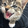 kitten, cat, tabby, close_up, mouth_open, teeth, whiskers, fur, paw, animal, pet, cute, young, feline, indoor, texture, black_background, small, mammal, playful