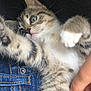 kitten, cat, pet, close_up, green_eyes, fur, whiskers, paw, denim, jeans, hand, fingertip, black_background, playful, cute, young_animal, feline, domestic_animal, soft, cozy