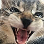 kitten, cat, close_up, mouth_open, teeth, tongue, fur, whiskers, cute, animal, pet, feline, young, indoor, blurred, face, expression, playful, adorable, furry