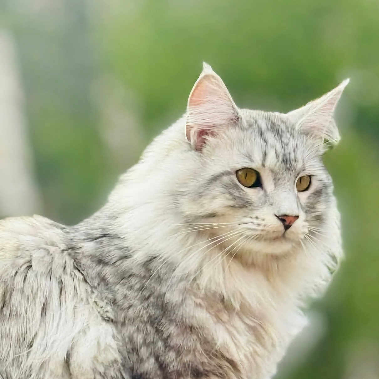 Harley is registered to the contest to win money with this photo: animal, background, cat, closeup, ears, eyes, feline, fluffy, fur, grey, looking, mammal, nature, outdoor, pet, portrait, soft, whiskers, white, wildlife