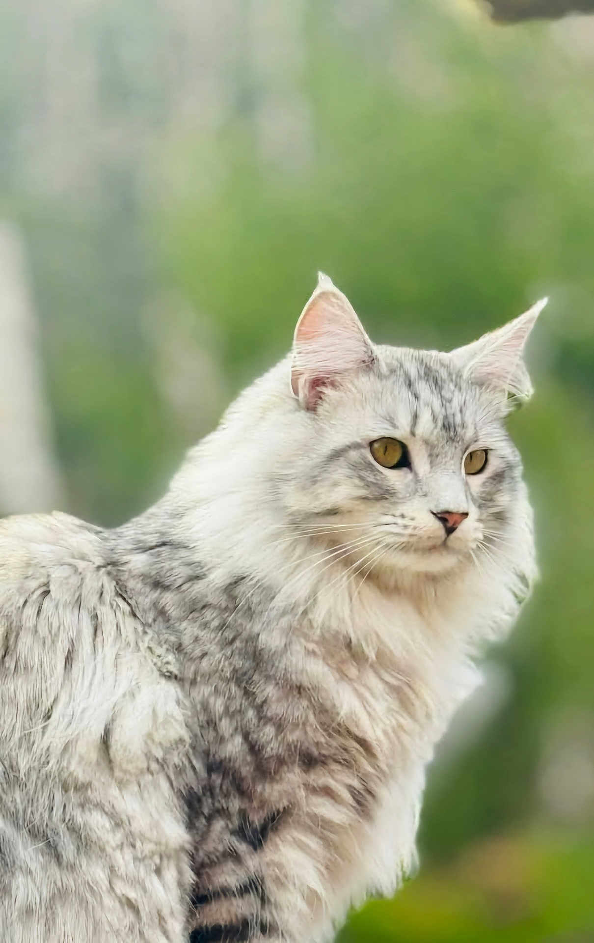 Harley is registered to the contest to win money with this photo: cat, animal, fluffy, fur, grey, white, portrait, closeup, outdoor, nature, pet, mammal, whiskers, ears, eyes, looking, feline, soft, background, wildlife