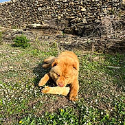 Haka a rejoint le concours — aidez-le/la à gagner de superbes lots ! animal, bone, canine, chewing, daylight, dog, field, flowers, fur, grass, greenery, muzzle, nature, outdoor, pet, playful, resting, snout, stone_wall, sunny