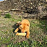 animal, bone, canine, chewing, daylight, dog, field, flowers, fur, grass, greenery, muzzle, nature, outdoor, pet, playful, resting, snout, stone_wall, sunny