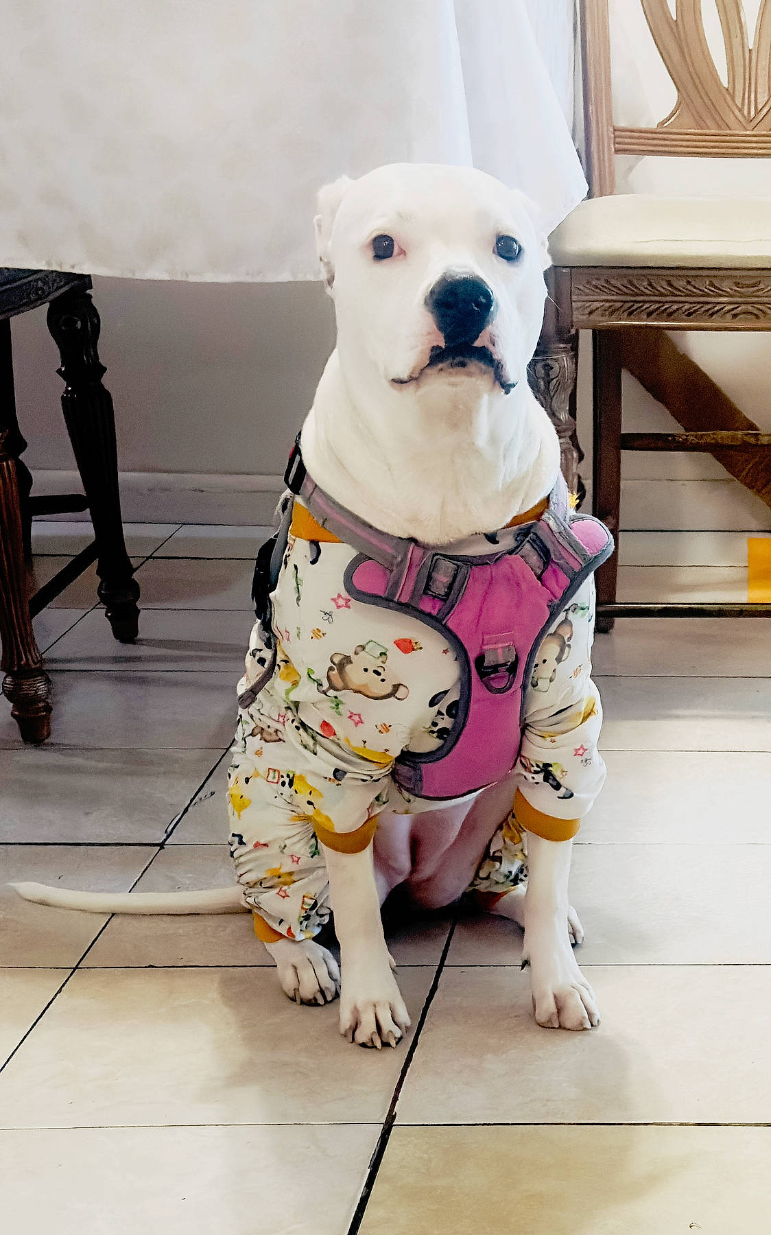 Hailey joined the competition — help win amazing prizes! canidae, carnivore, collar, companion_dog, dog, dog_breed, dog_clothes, dog_supply, event, fawn, flooring, fur, pattern, pet_supply, snout, sporting_group, toy, toy_dog, white, working_animal